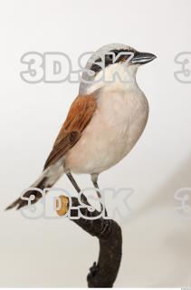 Red-backed Shrike - Lanius Collurio 0001
